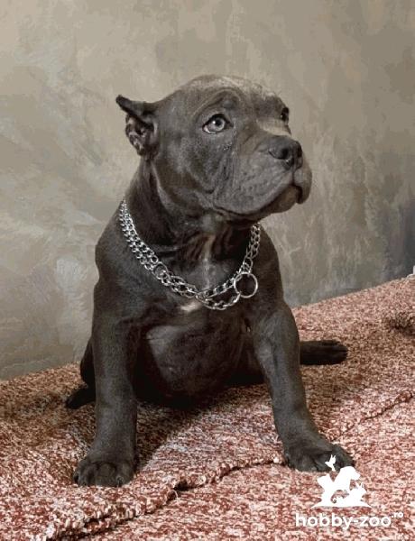 American Bully Exotic Micro căței