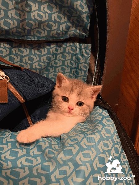 British shorthair chinchilla silver