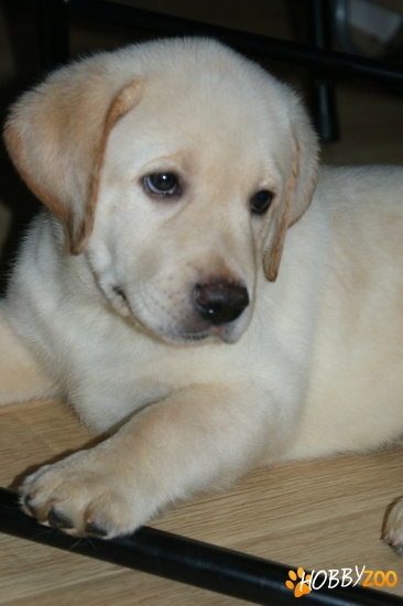 vanzare labrador auriu