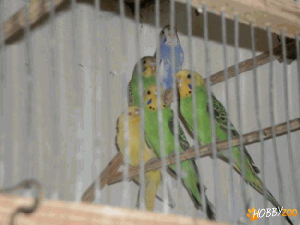 perusi diferite culori