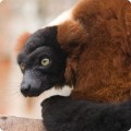 Lemur rosu cu guler