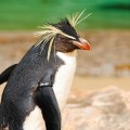 Snares Penguin